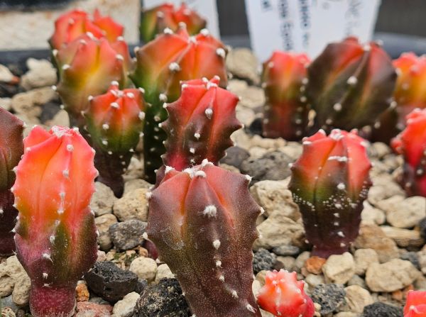 Astrophytum myriostigma kikko koho